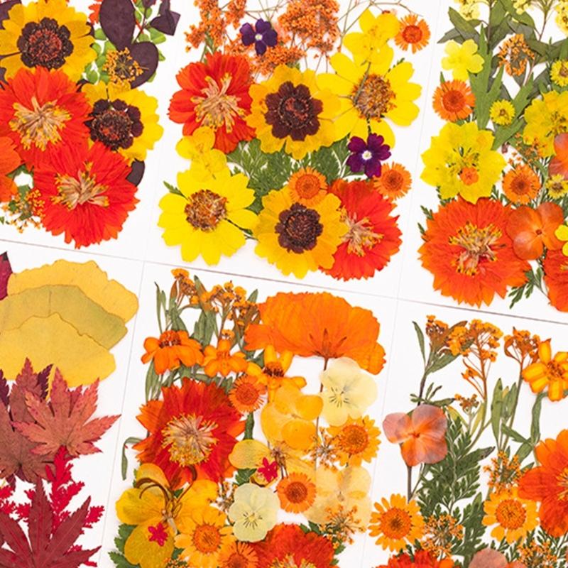 Natural Pressed Dried Flower F - огляд і ціна Resin Craft Ideas